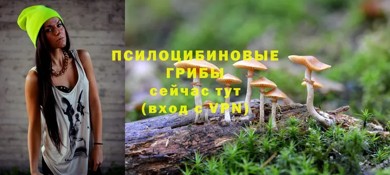 Галлюциногенные грибы Psilocybine cubensis  Микунь 